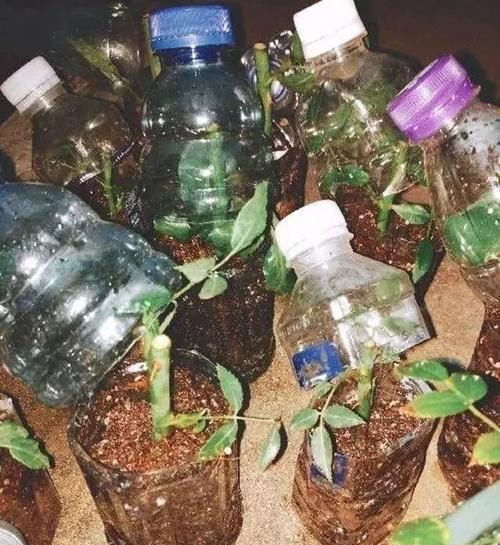  花卉|冬天扦插花卉，准备1个塑料瓶，生根快成活率高！