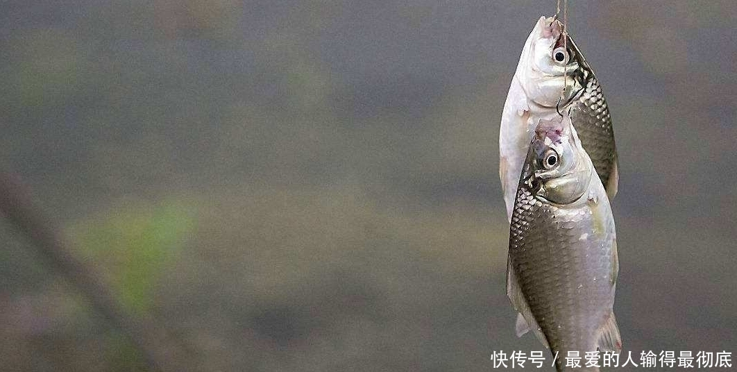 钓春鲫,判断鲫鱼是不是已经离底了,看这两个迹象就足够了