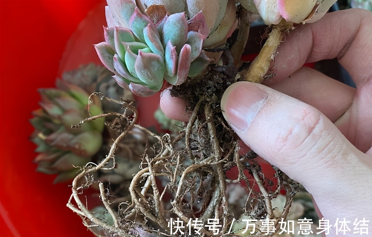 春季给多肉修根需要注意的4个问题,正确修根,多肉长得好抗性强