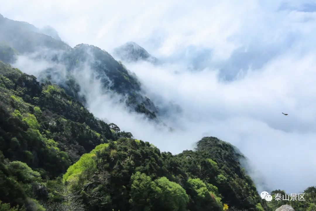 云海|云海浮波翻涌山水澹澹生烟