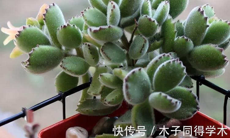 元凶|多肉植物熊童子没精神,早点检查下这3地方,可能马上找到元凶