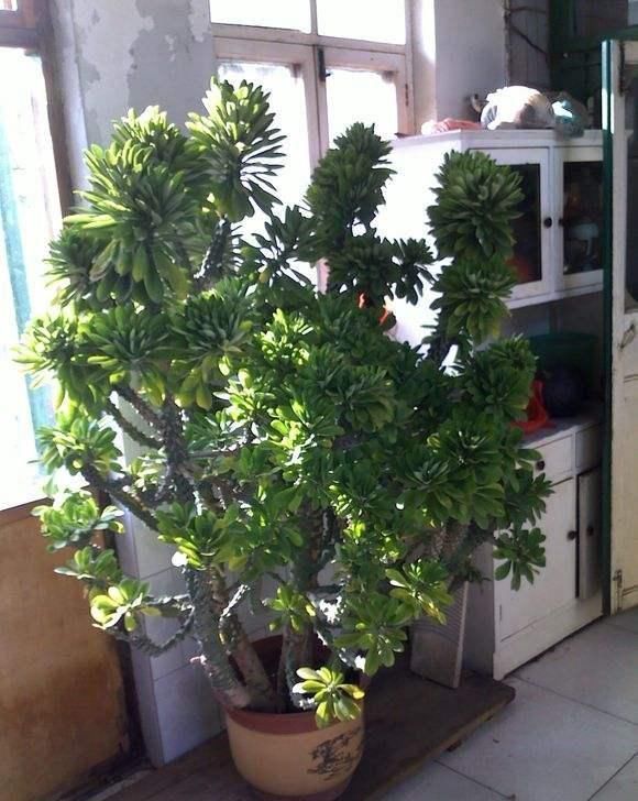 长大|花卉市场看到的这几种多肉,长大了都是有毒的,最好别买