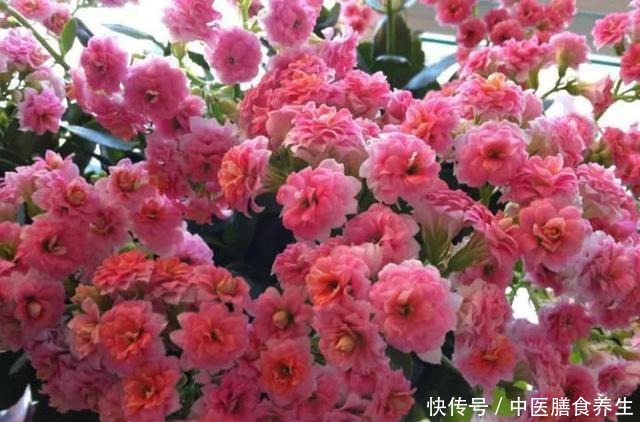 她对长寿花“痴迷”,2个阳台、6个窗台都摆满了,过年开成花海!