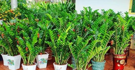 金钱树总不长10天喂次“它”,“电钻”小芽窜不停,财源滚滚来