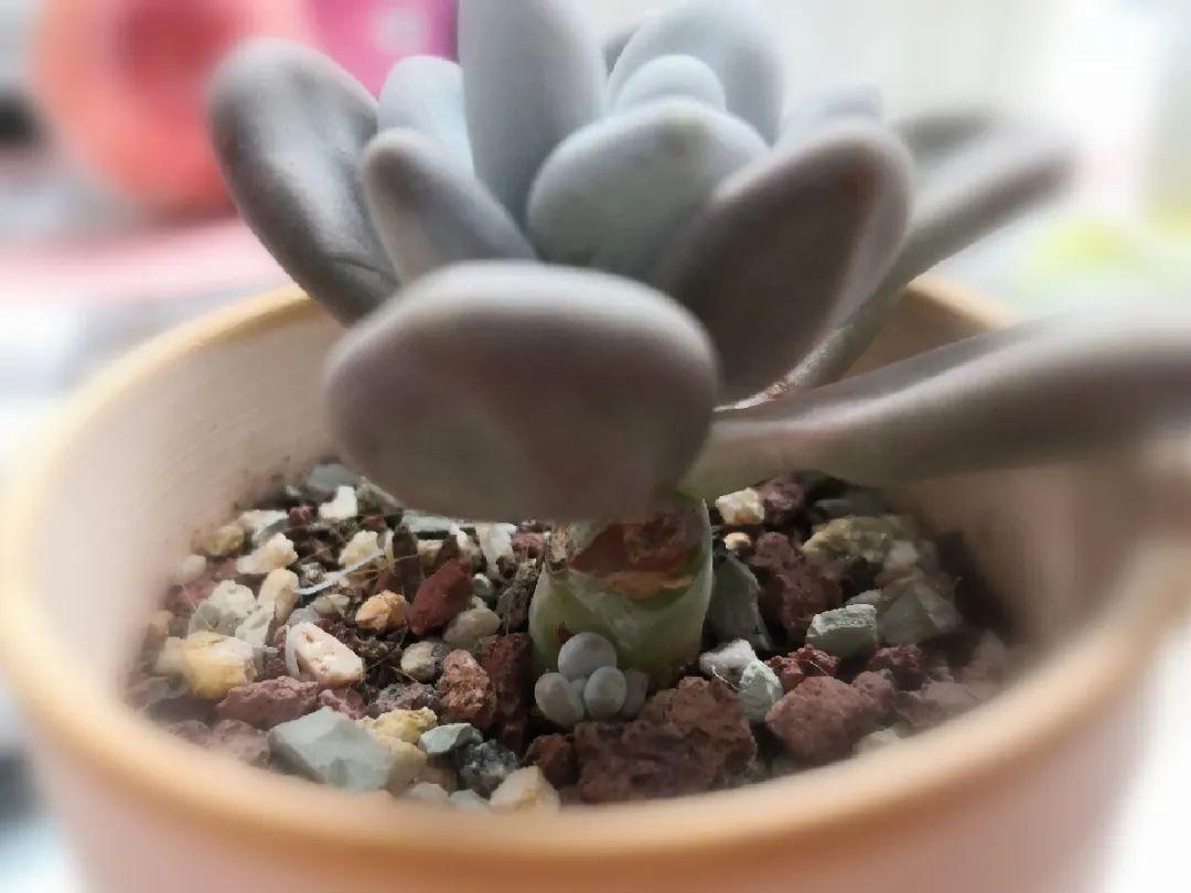 茉莉花扦插有机关,砍这一段枝条,插土里3天就活!