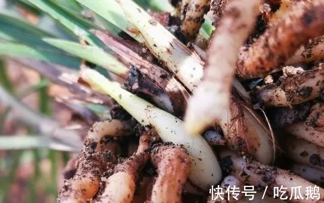 兰花发现空根，只需依照这3步操作，当年就能新根满盆