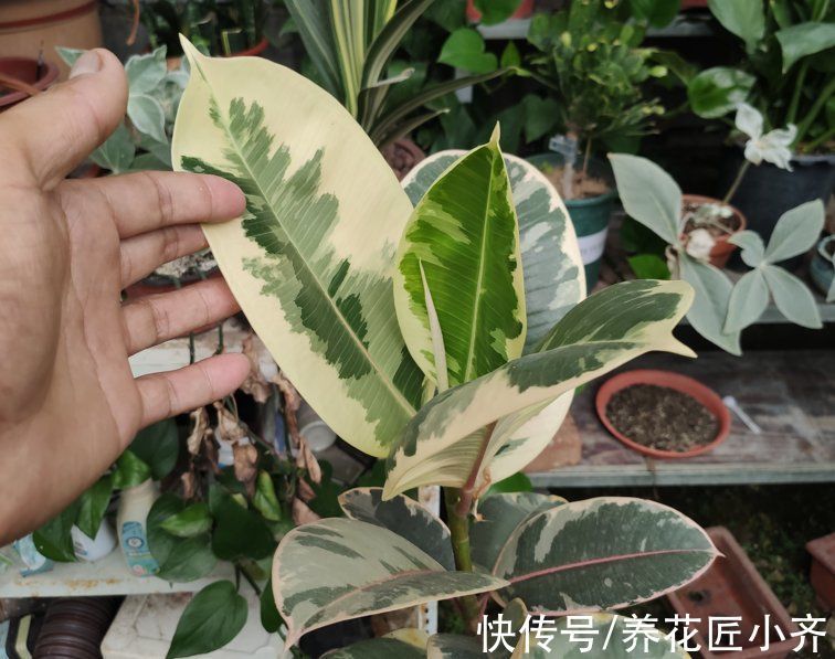 太阳光|天气渐凉,6种花要“穷养”,水肥多了会伤根,多晒太阳植株壮