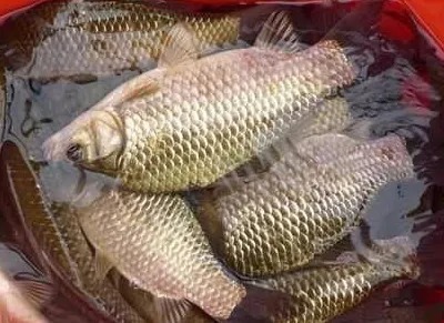 鲫鱼中午难钓？20年钓鱼人：学会这三招，大中午鲫鱼照样连杆上钩