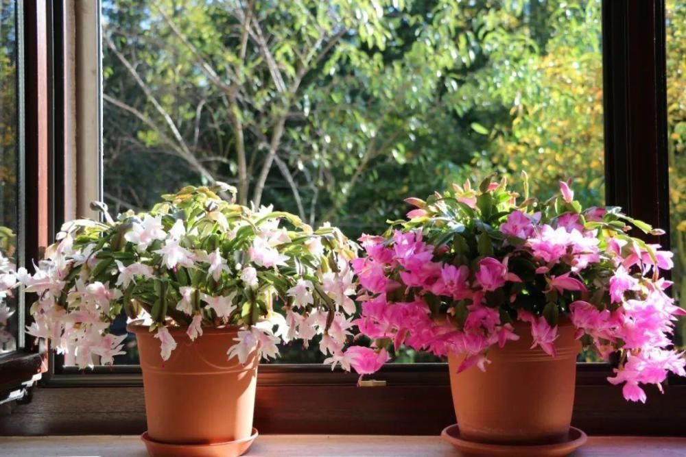 5度以下，常见的21种花必须断水，不然都烂根了