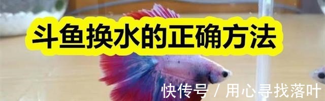 鱼缸|斗鱼换水的正确方法！
