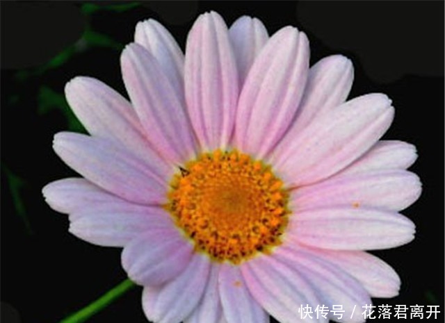 院子养花,不如养些“花中精品”玛格丽特花,姿态优美,开花繁密