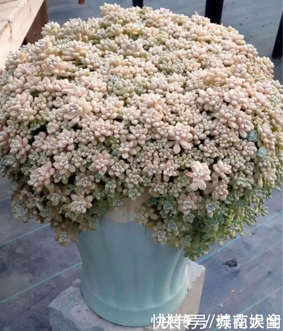 耐旱|超级耐旱花,整个冬天不浇水,还能胖一圈