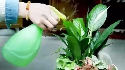 长虫害|最厉害的养花营养液给花喝一勺，不烂根，新叶蹭蹭长不停！