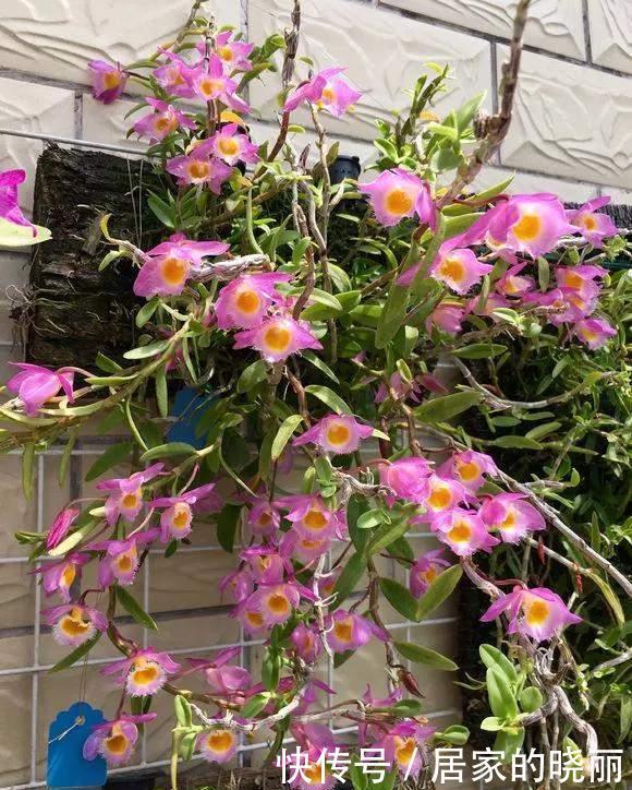 种花|4种花不能用土养,不然浇水就烂根,花再多精力也没用