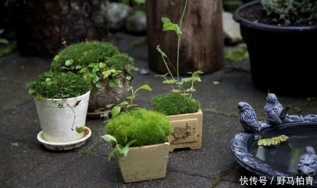 植物|路边挖来的青苔,只需2个步骤,7天长成微景观,比买来的还漂亮