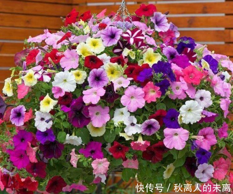 经常爆盆的几种花卉,丢在阳台爆成花海,幽香暗淡,烂漫又迷人