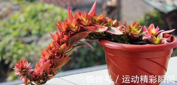 由于养护不当,导致扦插火祭多肉叶片长出白霜且发软卷叶,请重视