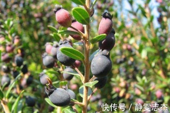 农村特有的这4种“野果”,你还记得吗城里人想吃都得花钱买