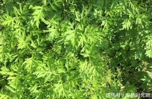 老太|女性不想老太快,多吃点此物,补气血,淡化皱纹,子宫越来越干净