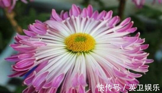 想养菊花选“龙吐珠”花瓣似“千层浪”开花硕大,美家首选