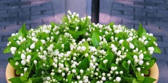 蚊子不喜欢的“5种花”，好养又漂亮，为了家人，值得多养三四盆