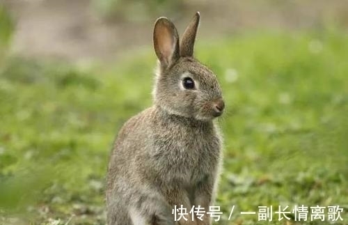 喜事|下半年顺利,下半年胜利,下半年有靠山,3生肖喜事成双来