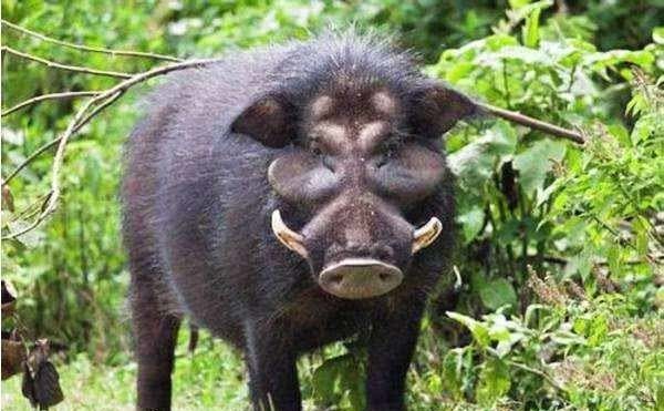 下场|大汉趣历史：惹毛皇太后的下场是什么？与野猪搏斗！