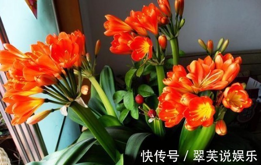 养花|花店老板说往绿萝君子兰盆里塞点它，叶子黑亮，疯狂开花！