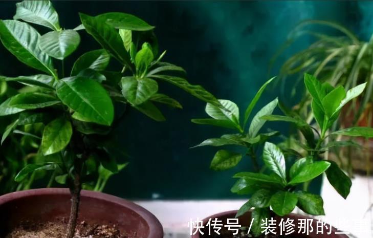 枝条|栀子花扦插有诀窍,掌握后不用买,动动手就能变出多盆