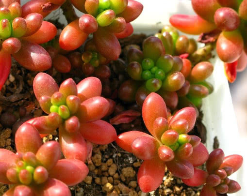 多肉虹之玉叶片晶莹剔透,教你3个盆栽虹之玉的小妙招,惊艳到你