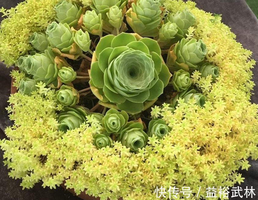 山地玫瑰|此款多肉叶子像玫瑰花，高贵漂亮，满足5点养成老桩，格外讨喜