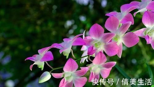 植料|新手养兰花难吗?这样操作,一年后兰苗就爆满花盆,幽美淡雅