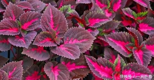 稀面糊|5月份夏季适合女人食用的野菜,润肺止咳、调理脾胃,健康靠它们