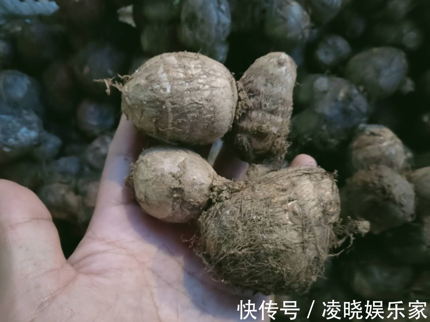 碱性食物|买芋头时,直接挑重的就错了,老菜农教你正确做法,一挑一个准!