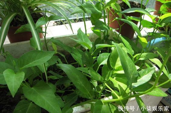 采摘|3种吃剩的“菜杆子”,丢土里,长成一片“绿萝”,3天采摘一大盆