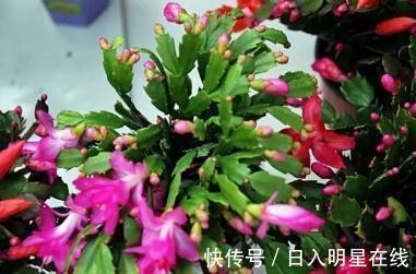 浇水|盆里扔个圆“球球”,蟹爪兰长疯了,开成一个大圆“球”!