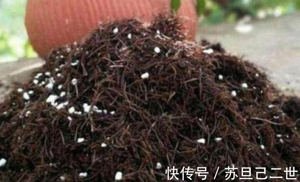 透气性|兰花养不好，植料没用对，用上4种小东西，长势茂盛