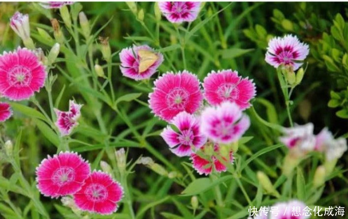 4种“漂亮花”,花色艳、花量大,一开就美爆,养1盆超美!