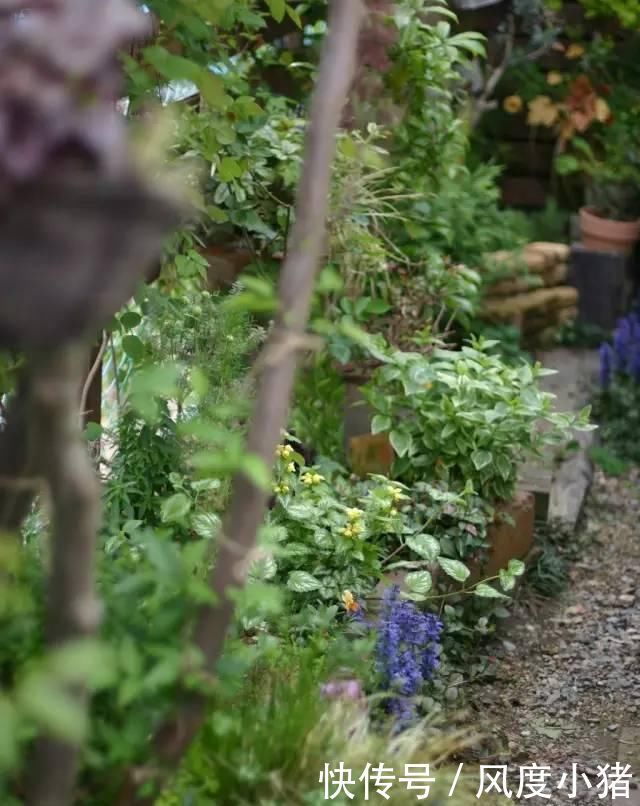 种植|家里有院子不如搞个种植池,这几样植物推荐给你