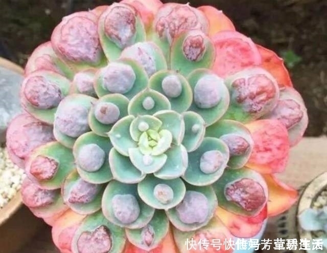 多肉|这个小盆栽居然卖600多万,快看看你家有没有!