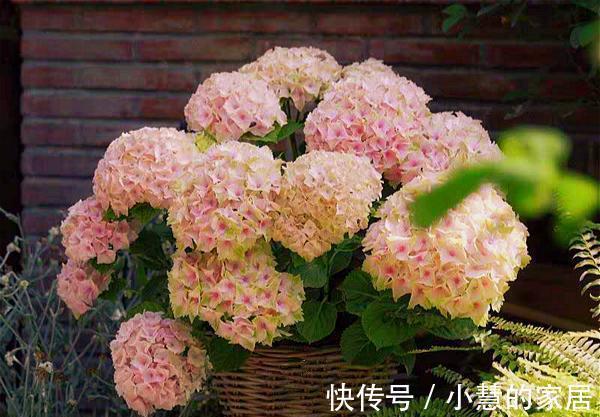 贝拉|家里有院子，建议养这5种花，高级的私家花园至少养一种