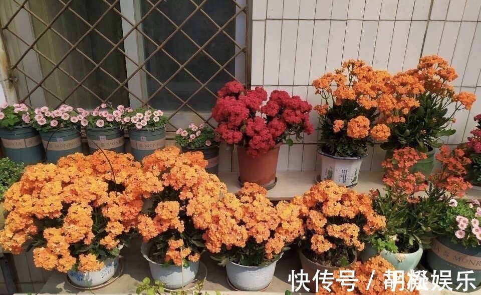 技巧|1盆长寿花长出“25根”花箭，掌握“4个技巧”，你也可以做到