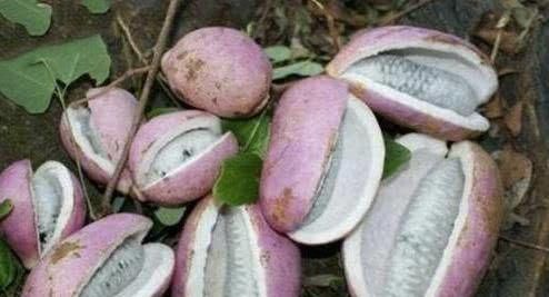 养颜|女性想要皮肤好,常吃四种食物,养颜美容、强身健体,早吃早好