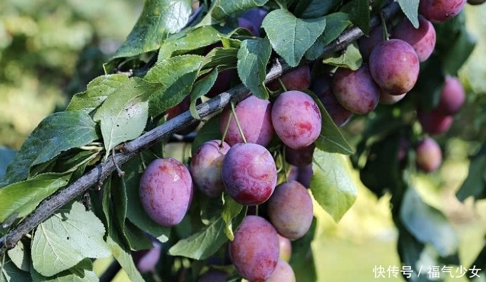 夏天|夏天肝火旺的人，多吃这些下火水果，养肝护肝两不误！