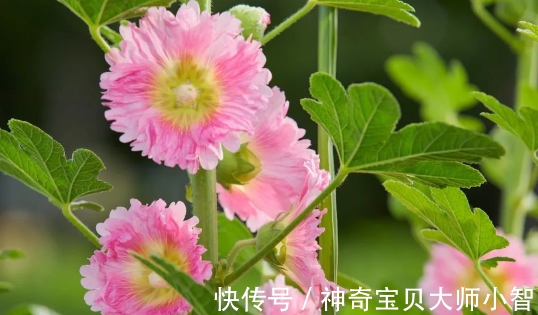 荠菜花@有没有人看,我都要开花