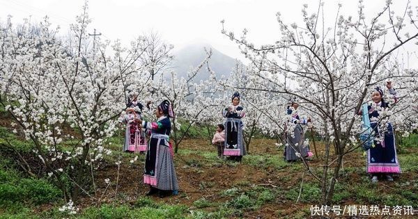 老年|镇宁县永和村：春有约，只“樱”有你