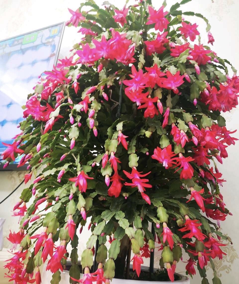 她的蟹爪兰“养成”大花球，一盆开花上百朵，秘诀有3个