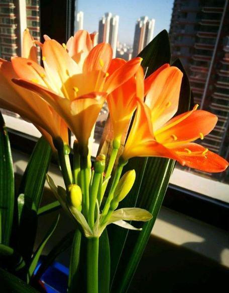 君子兰开花有口诀,牢记1多、1勤、1怕,15天抽花箭!