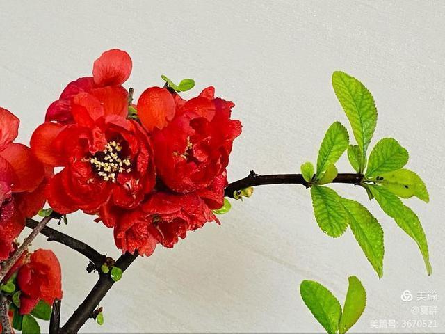 只恐夜深花睡去,故烧高烛照红妆!我与一盆海棠花的故事