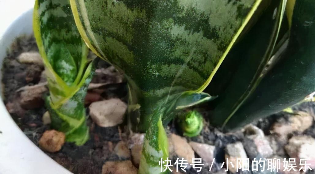 2年虎皮兰不长芽，3种刺激液体一浇，3周长一堆小尖芽